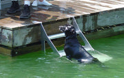 Dog Step Dock Ladder - 8900 product image