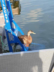 Docker II Aluminum ladder Powder Coated - 6704 product image